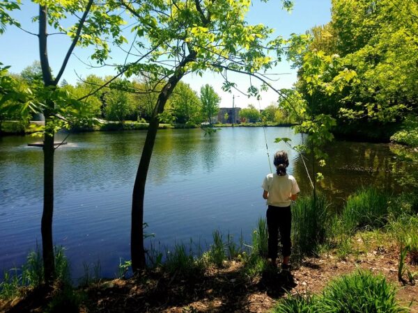 La nature, la forêt et les conifères à Sherbrooke : connaissez-vous les